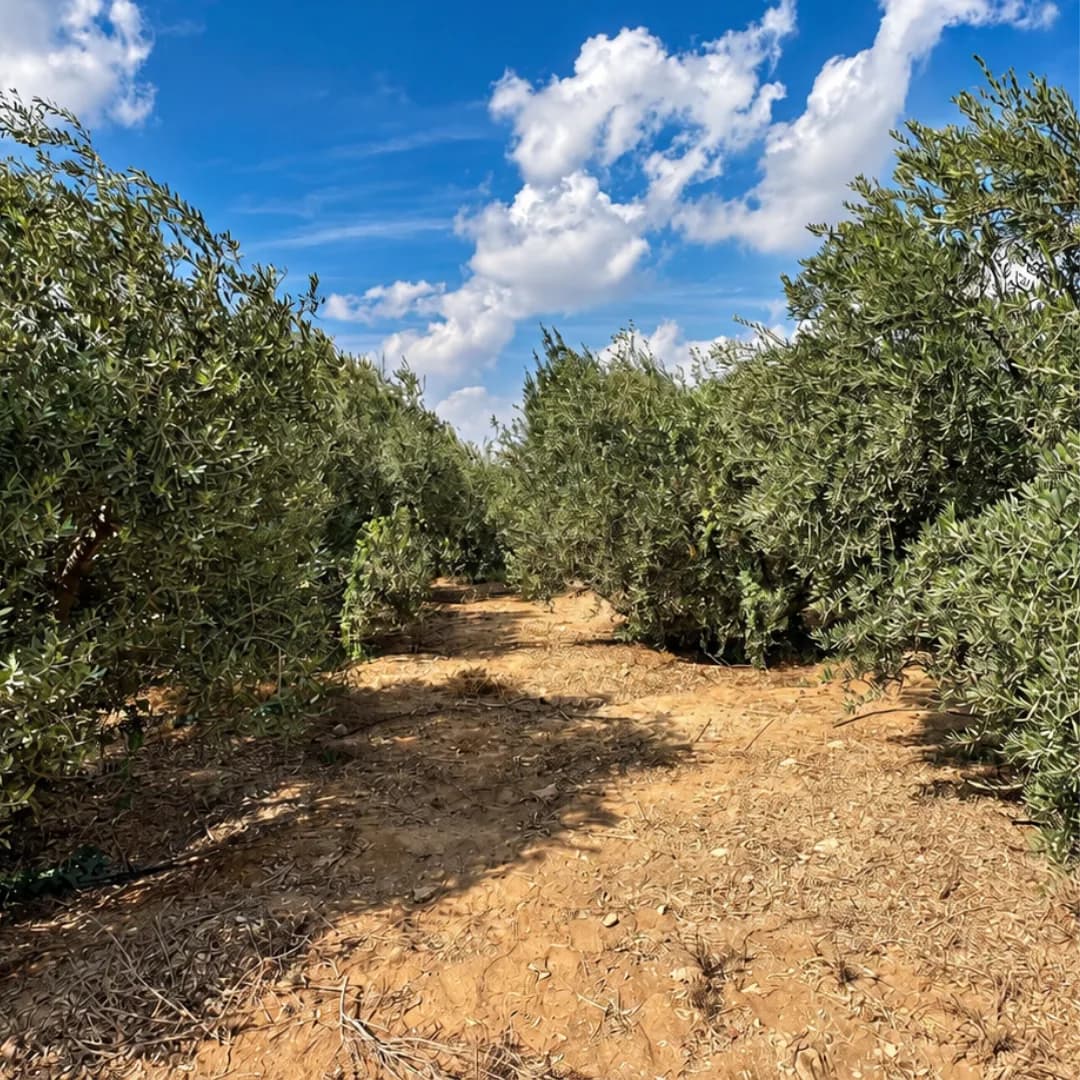 Rows of olive trees on the O-Live farm under a blue sky